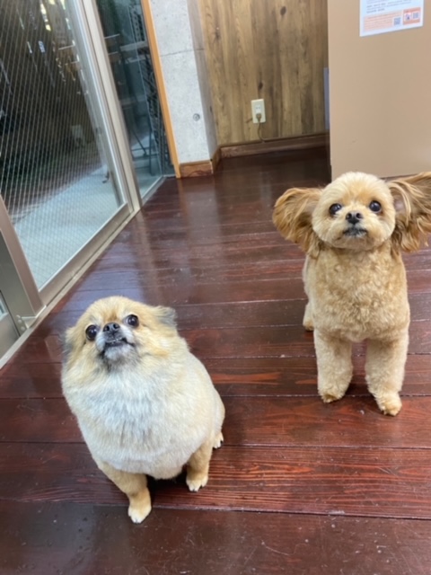 イルちゃん?アムちゃん?