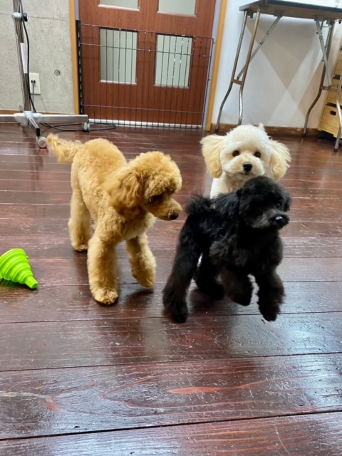 ぷぷ・ぽぽ・ビビちゃん???