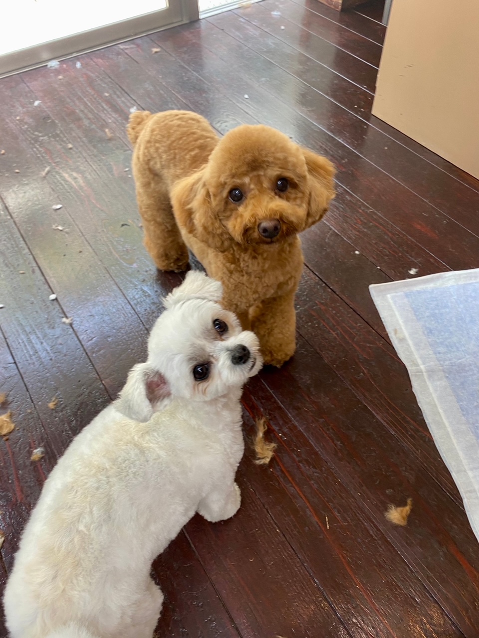 Fuuuちゃんとニコちゃんとペコちゃん???