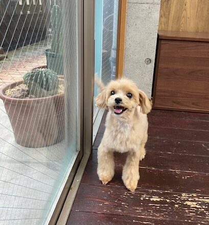 マロンちゃん🐶