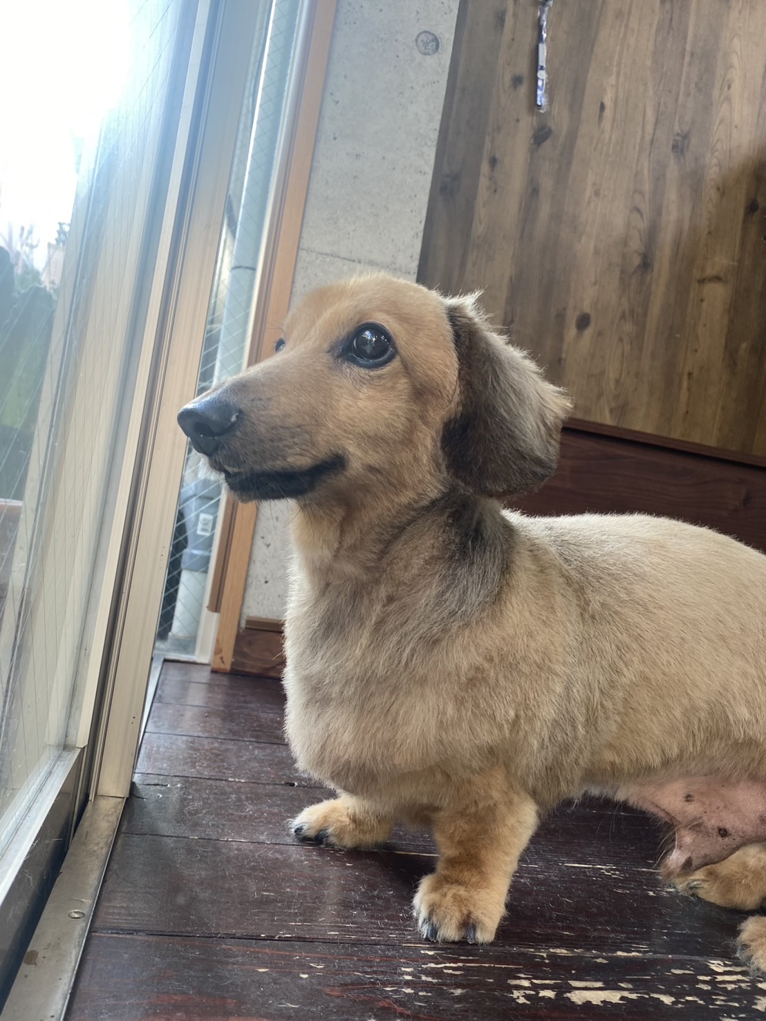 わびすけちゃん🐶🐶