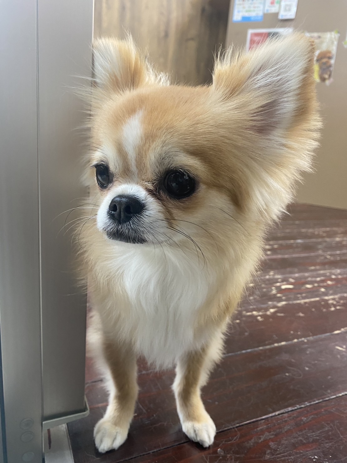 アニーちゃん🐶