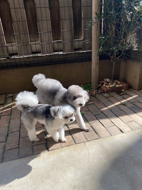 つくしちゃんと豆大福ちゃん🐶🐶