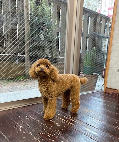 ひまるちゃん🐩