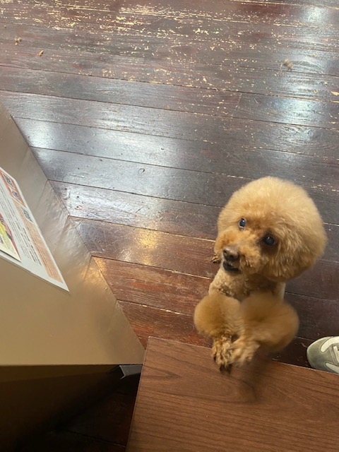 ここあちゃん🐩