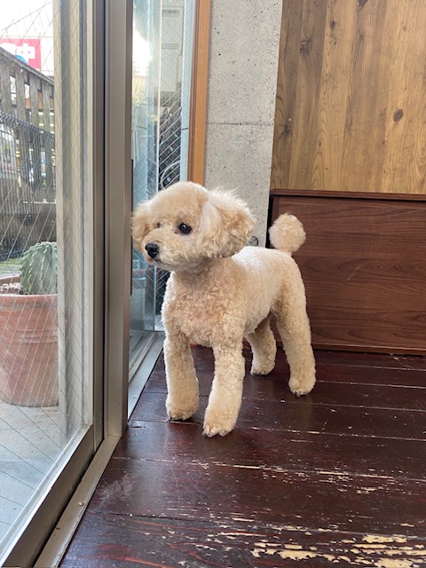 チップちゃん🐩