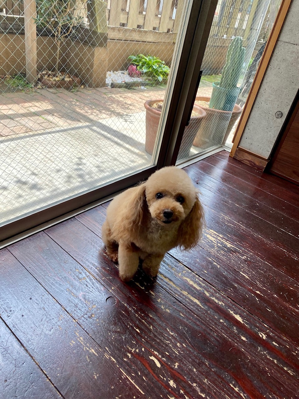 レイナちゃん🐩