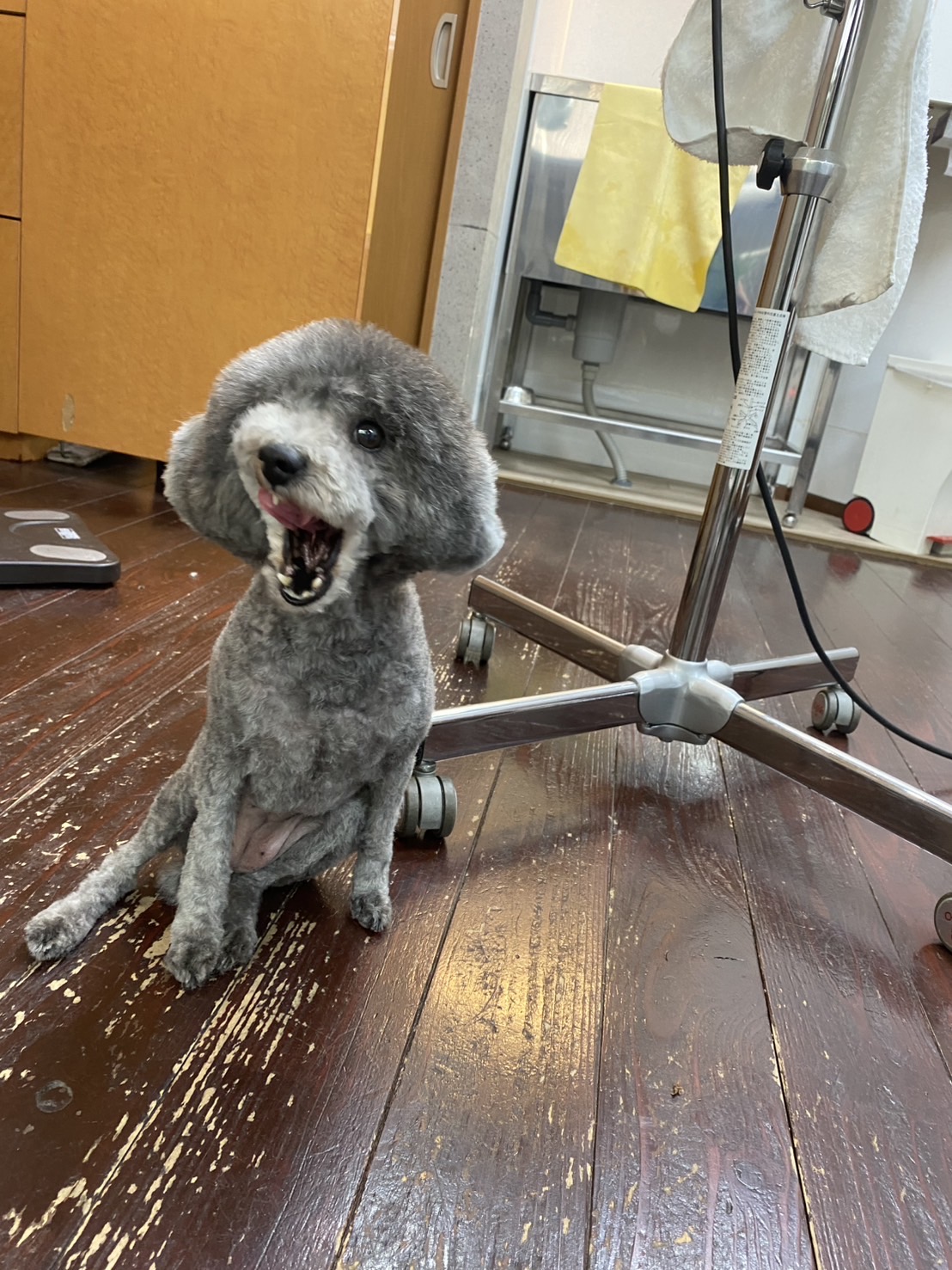 オハナちゃん🐩