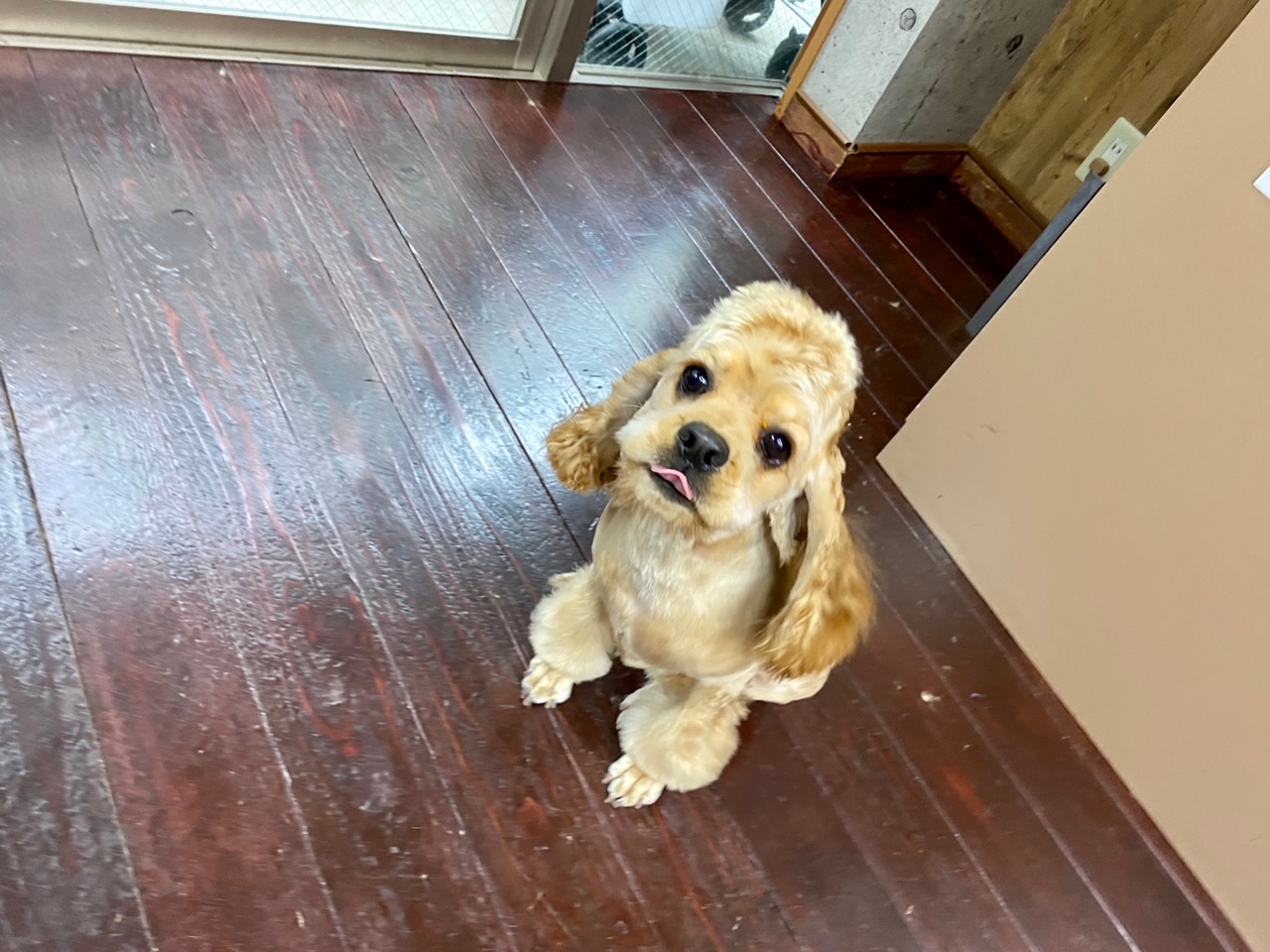 今川焼きちゃん?