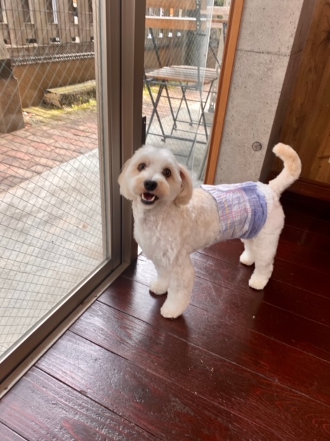 ミックス犬(ﾏﾙﾁｰｽﾞ×ﾄｲﾌﾟｰﾄﾞﾙ)のハルちゃん?