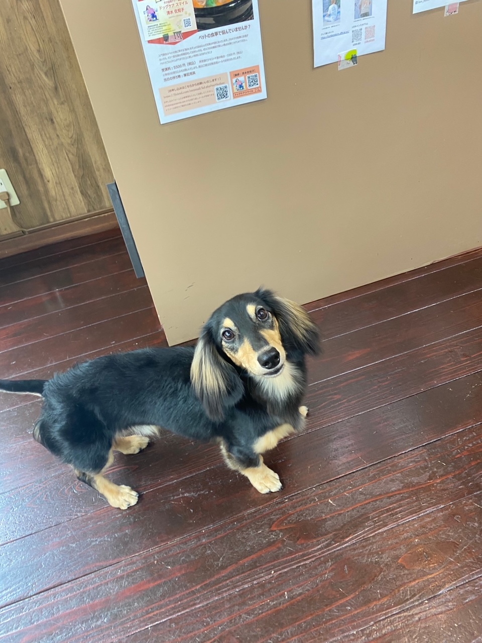 ホーリーちゃん?