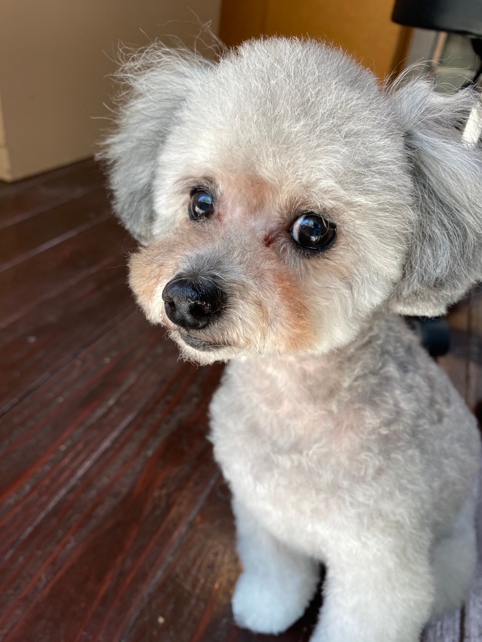 シルキーちゃん?