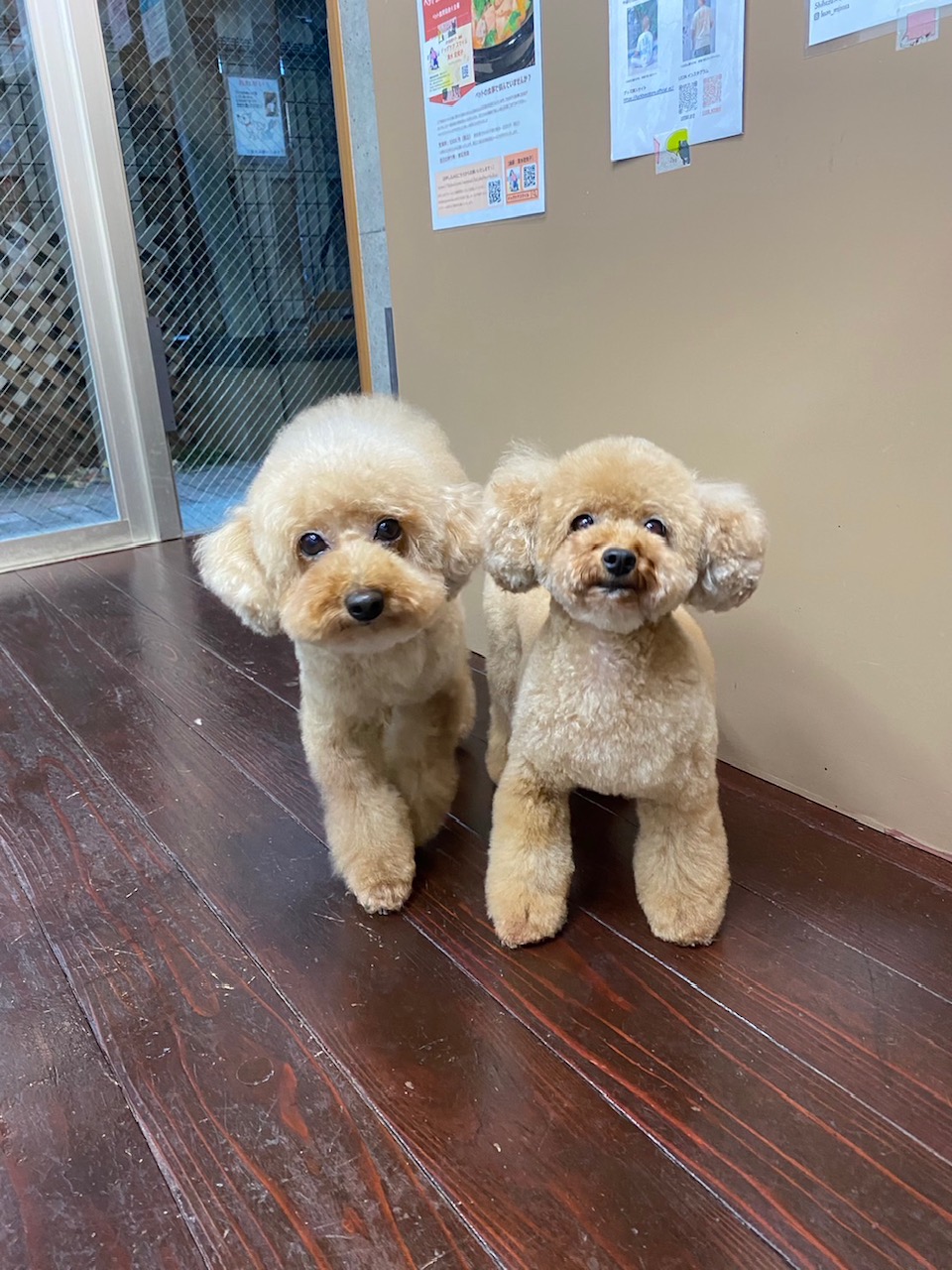 グリコ・マルコちゃん(双子ちゃん)??