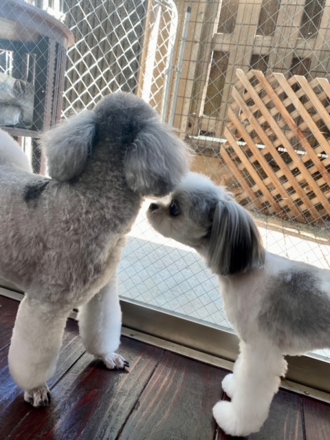 つくしちゃんと豆大福ちゃん??