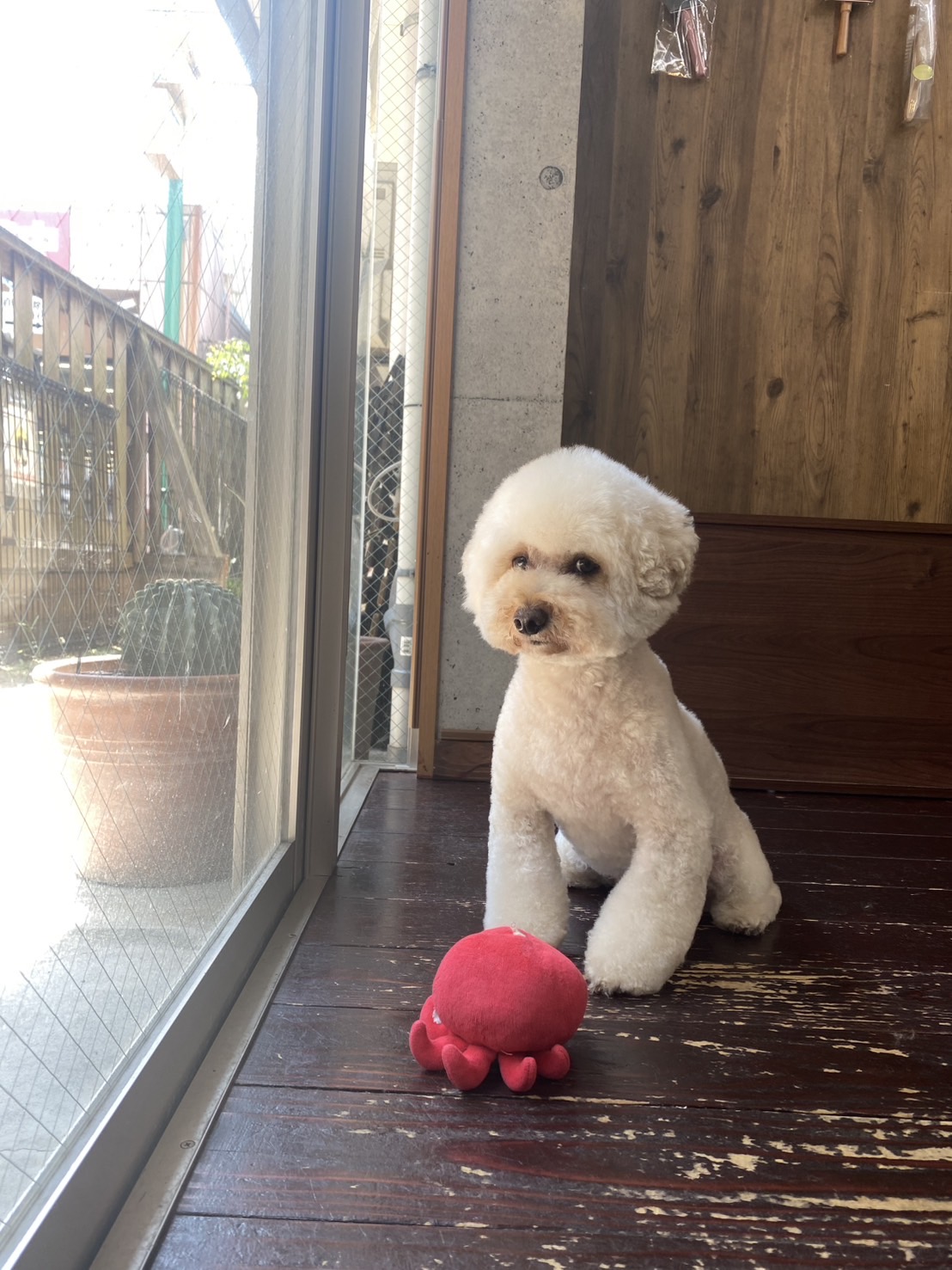 龍(りょう)ちゃん🐩