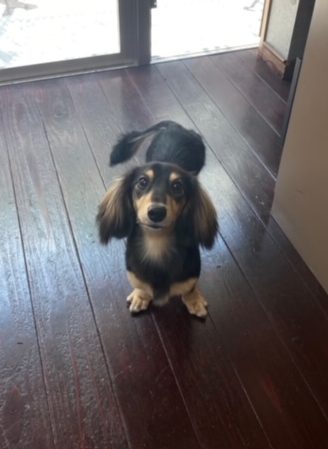 ホーリーちゃん?