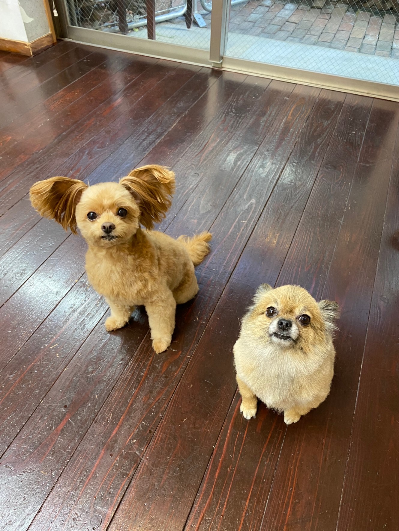 イルちゃんとアムちゃん??