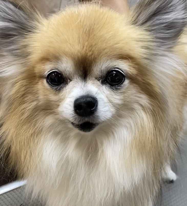 我が家のセーナ?