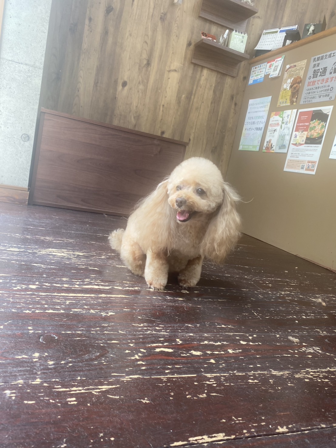 レイナちゃん🐶