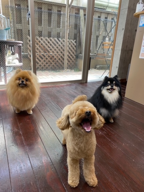 きなこちゃんとあんちゃんとこすずちゃん???