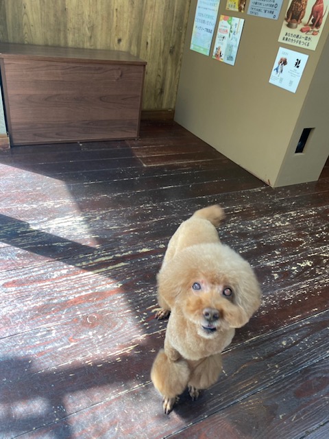 ここあちゃん🐩