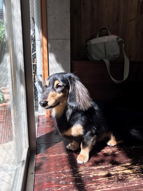 ホーリーちゃん🐶