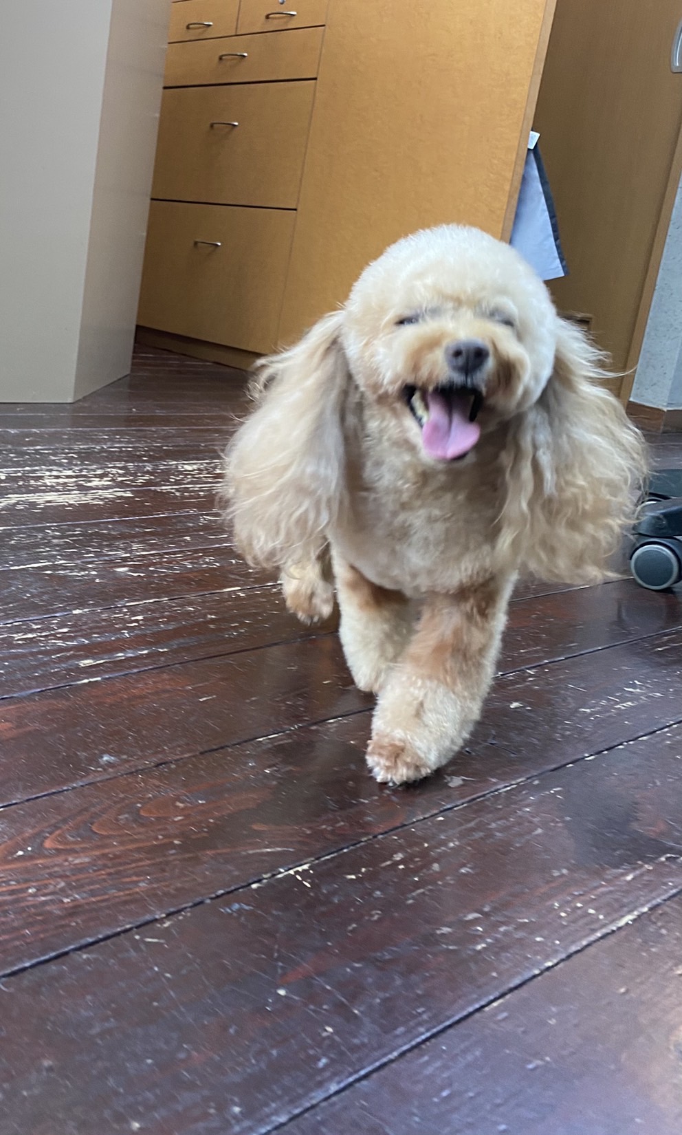 レイナちゃん🐩