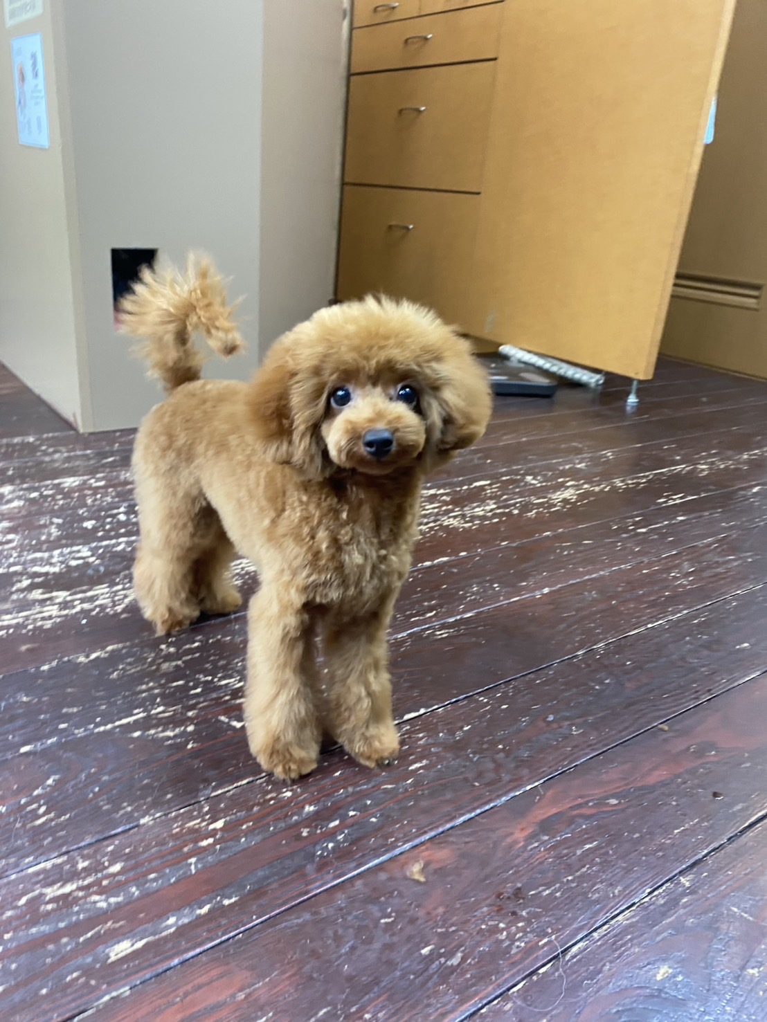 みおうちゃん🐩