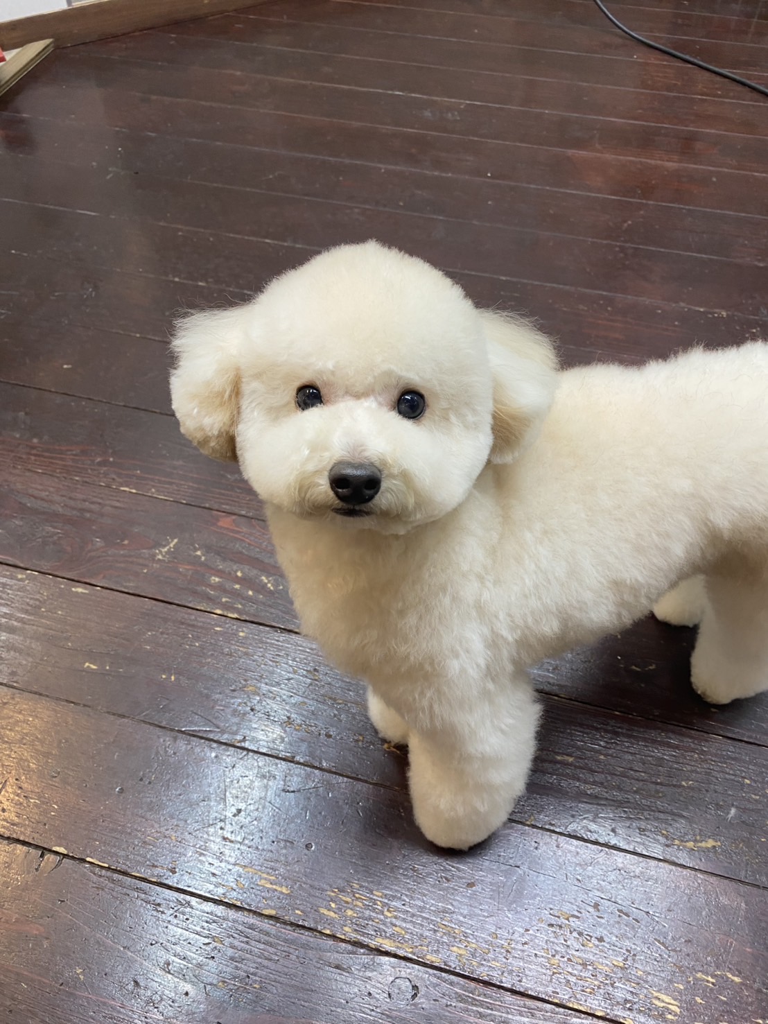 ベイリーちゃん🐩