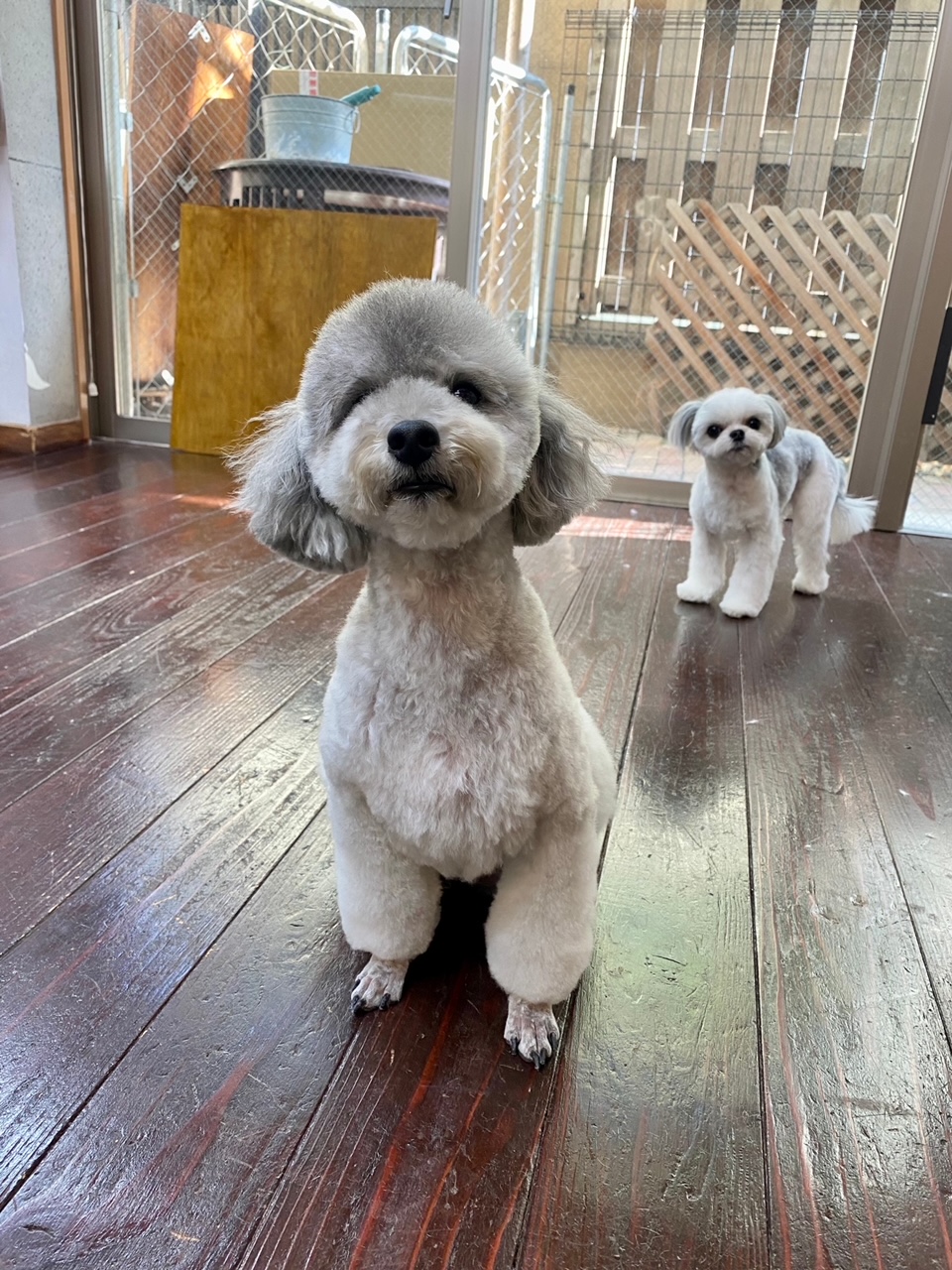 つくしちゃんと豆大福ちゃん??