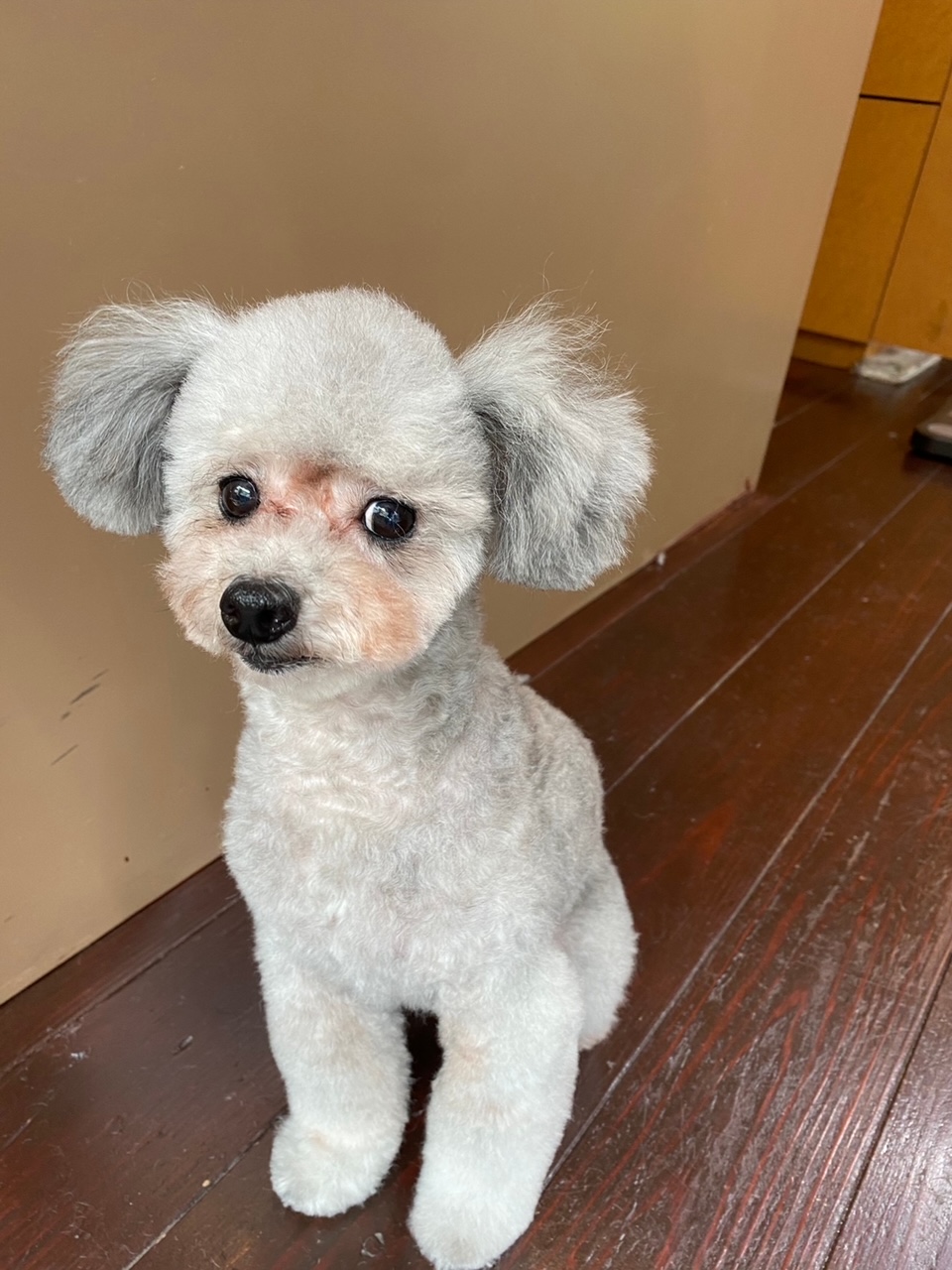 シルキーちゃん?