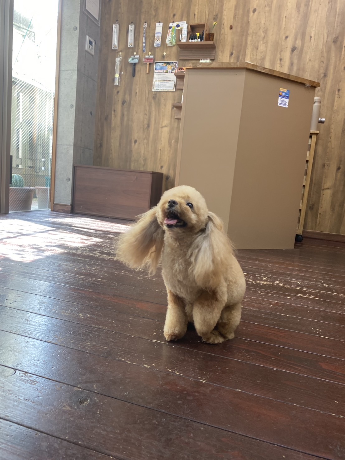 レイナちゃん🐩