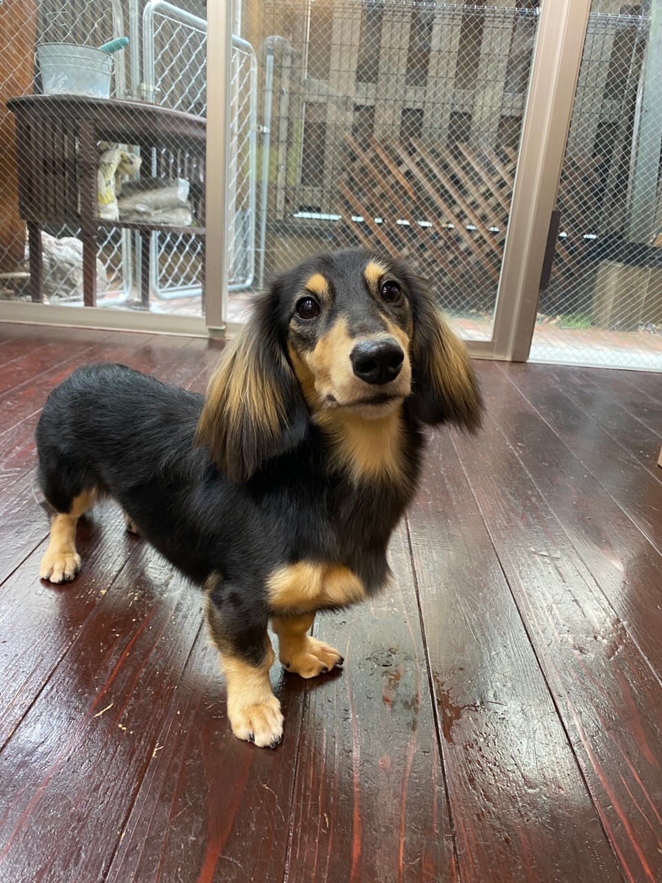 ホーリーちゃん?