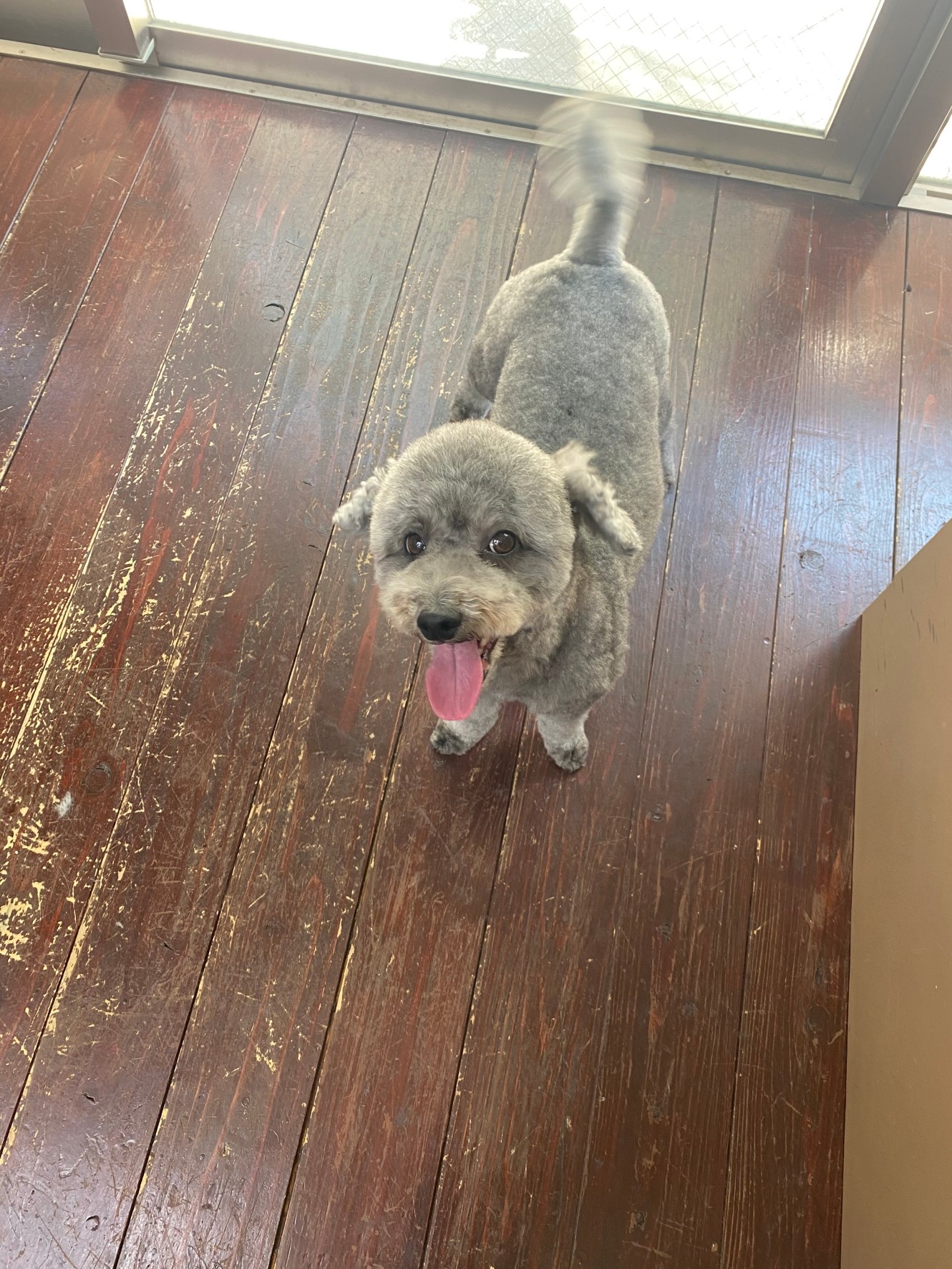 アンジュちゃん?