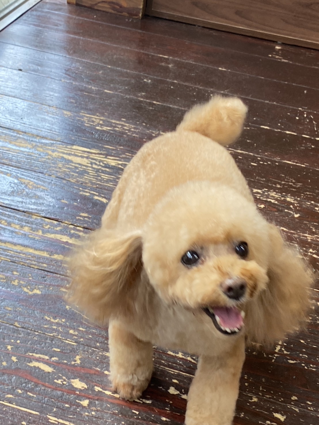 レイナちゃん🐩