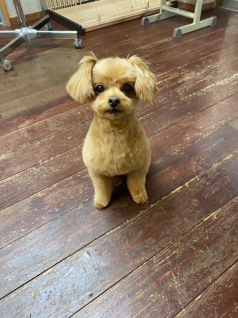 イル・アムちゃん?