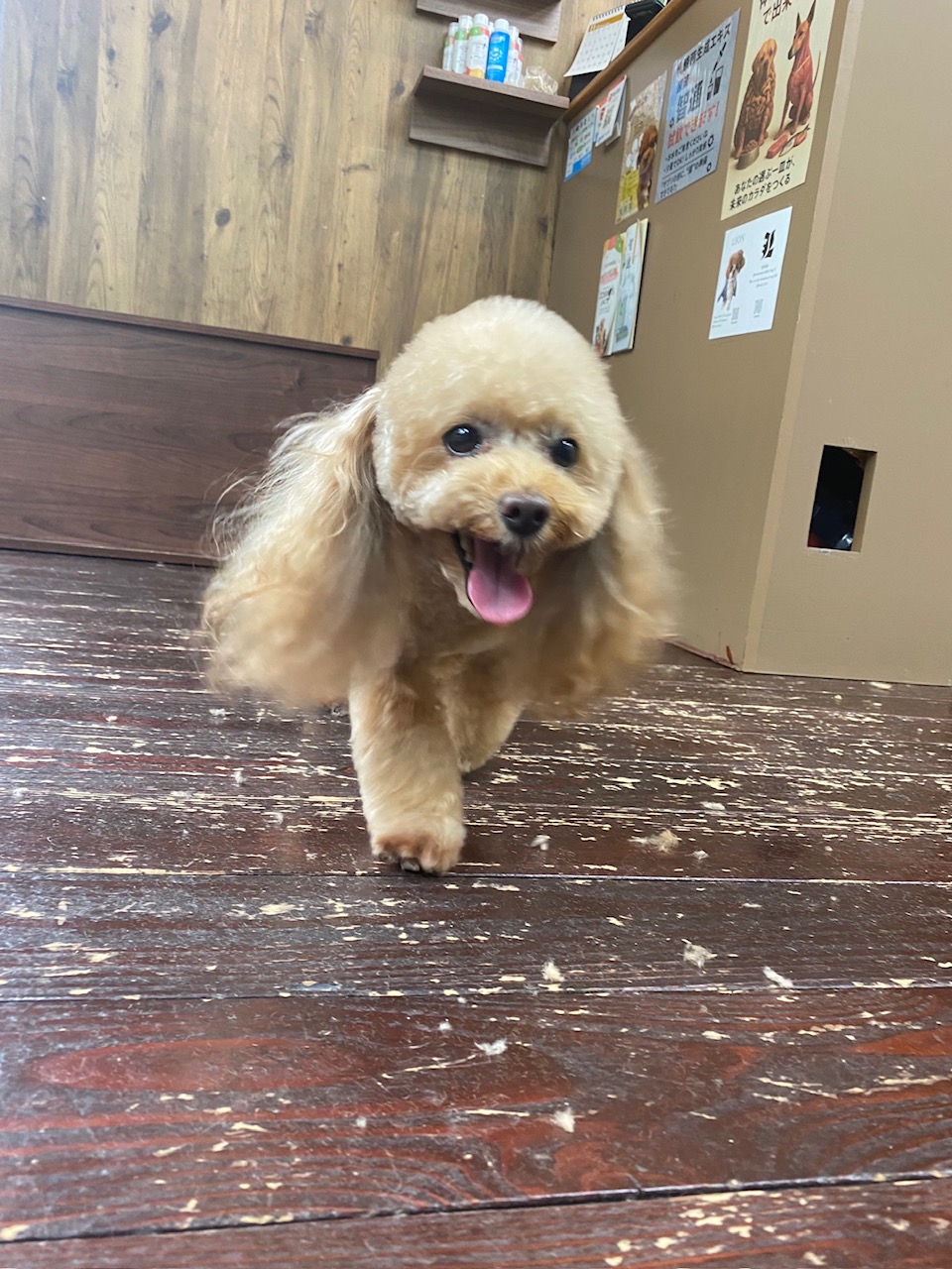 レイナちゃん🐩