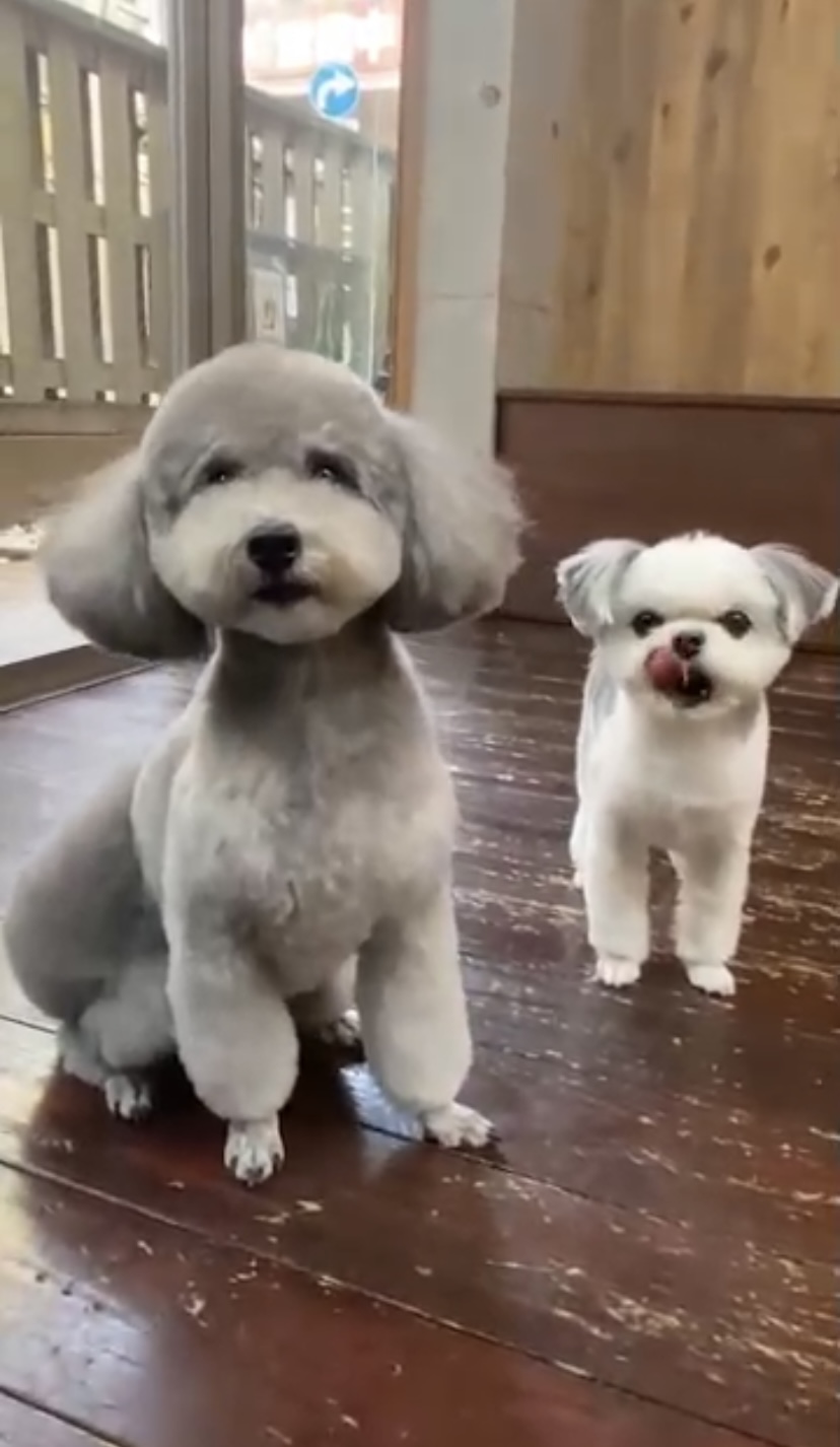 つくしちゃんと豆大福ちゃん🐶🐶