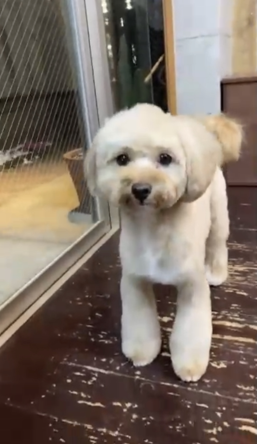 タルトちゃん🐶