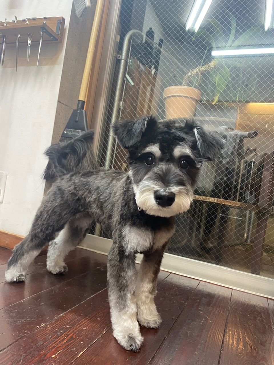 アッシュちゃん🐶