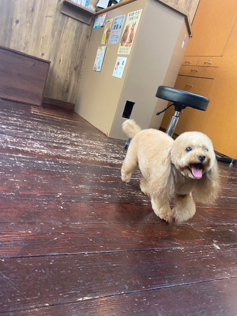 レイナちゃん🐩