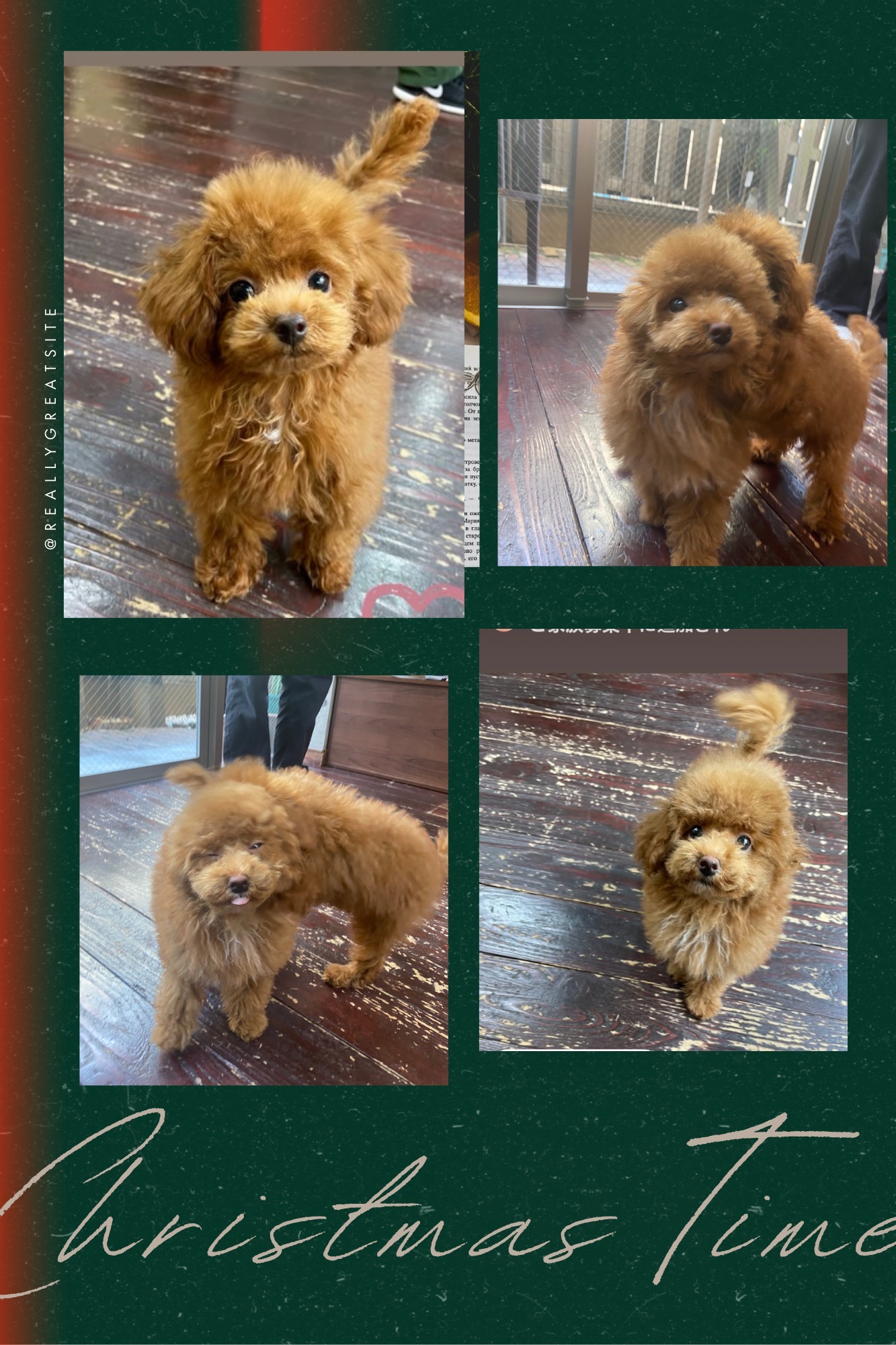 ワクちゃんとロニーちゃん🐩🐩