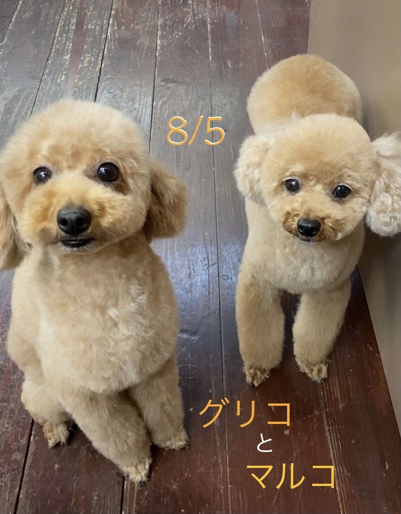 グリコ・マルコちゃん(双子ちゃん)?