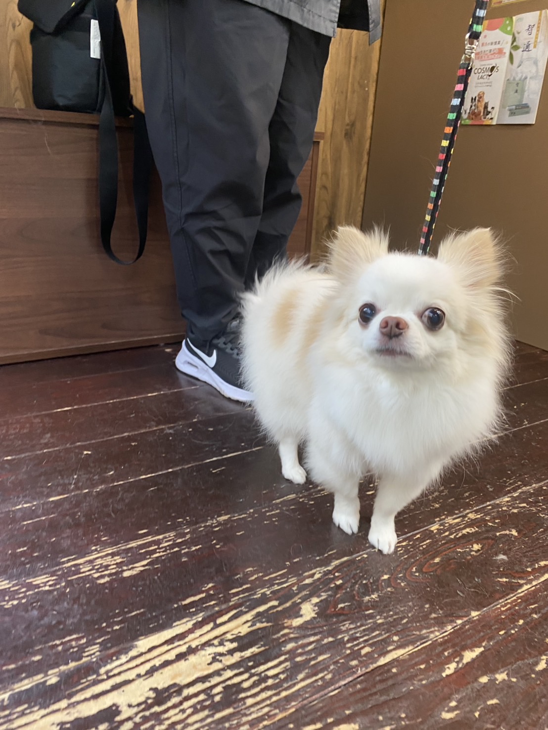 アモルちゃん🐶