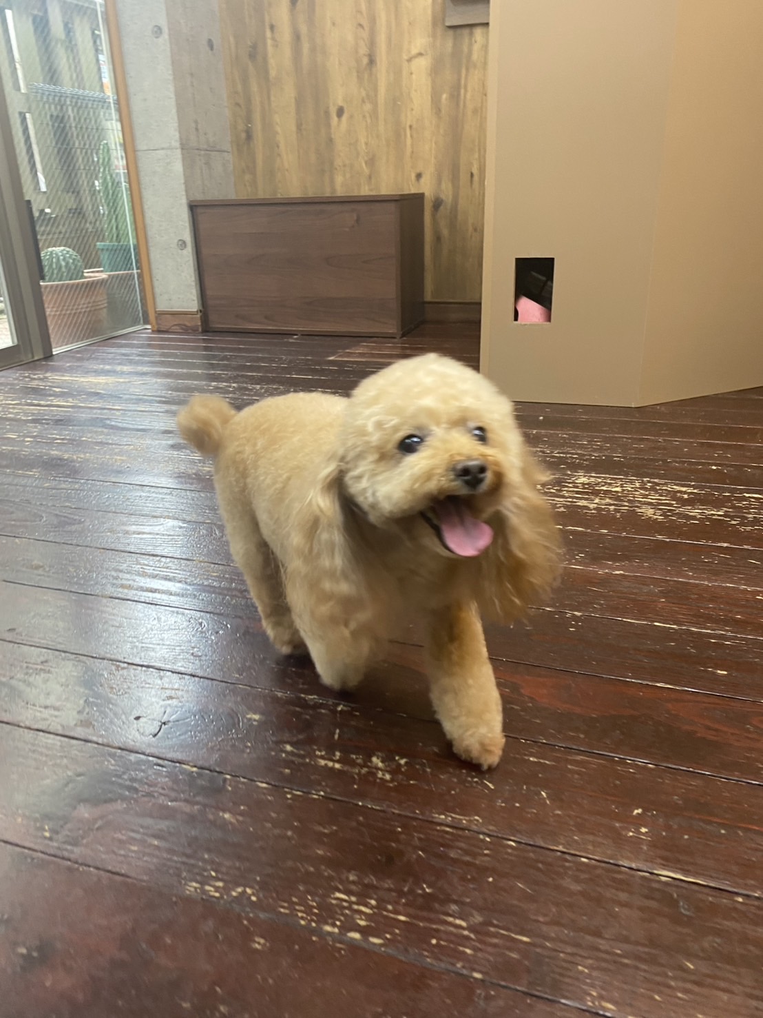 レイナちゃん🐩