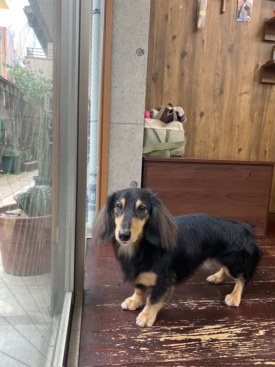 ホーリーちゃん🐶