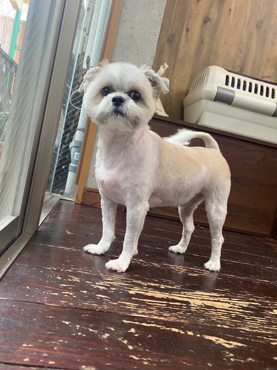 ギズモちゃん🐶