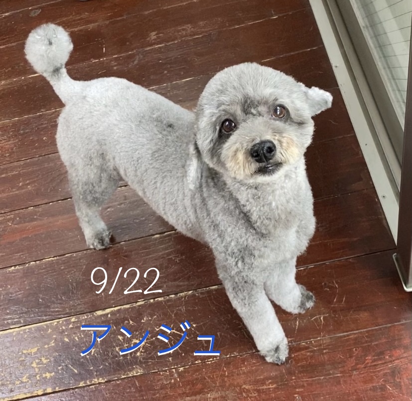 アンジュちゃん?