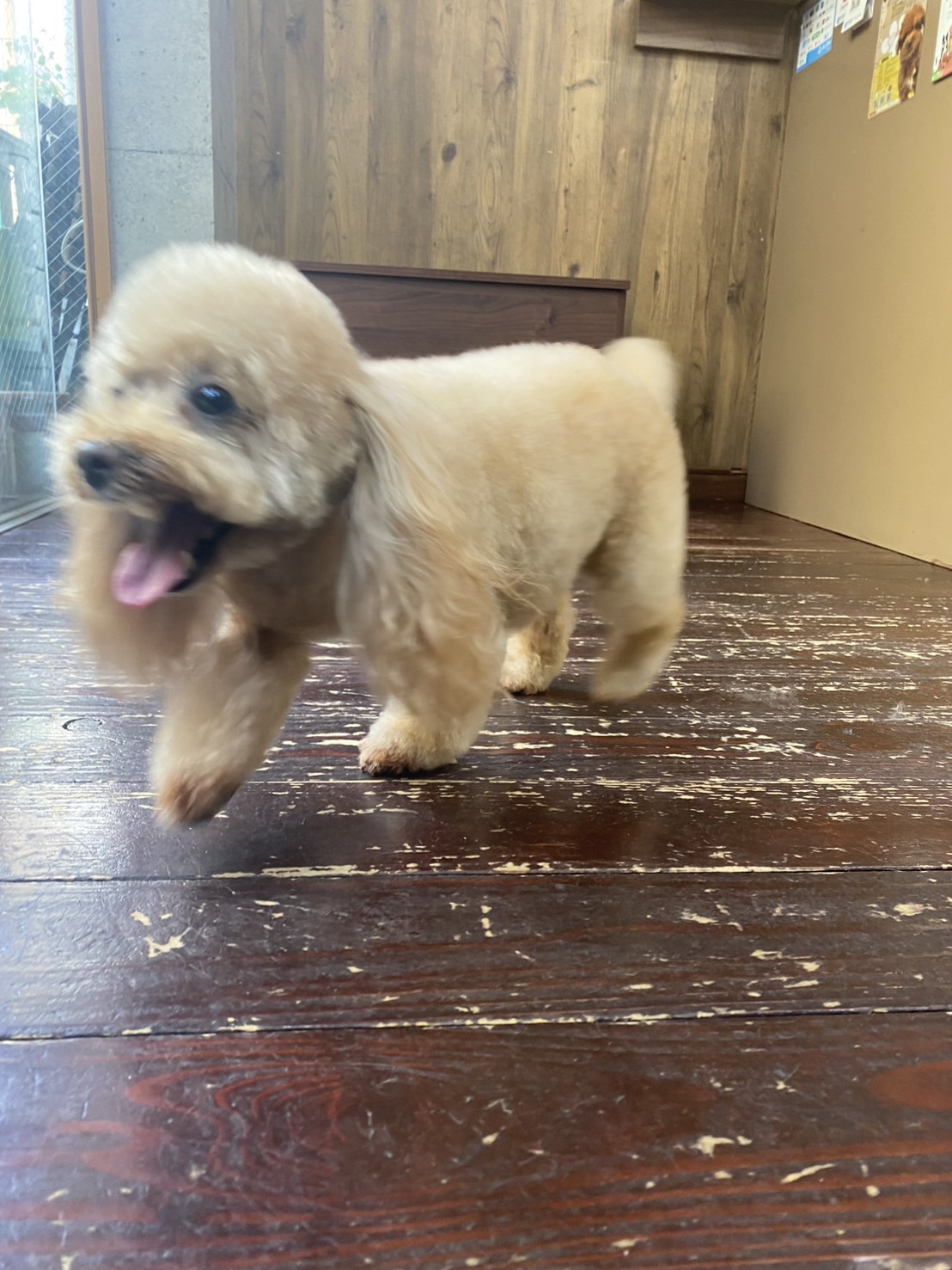 レイナちゃん🐩