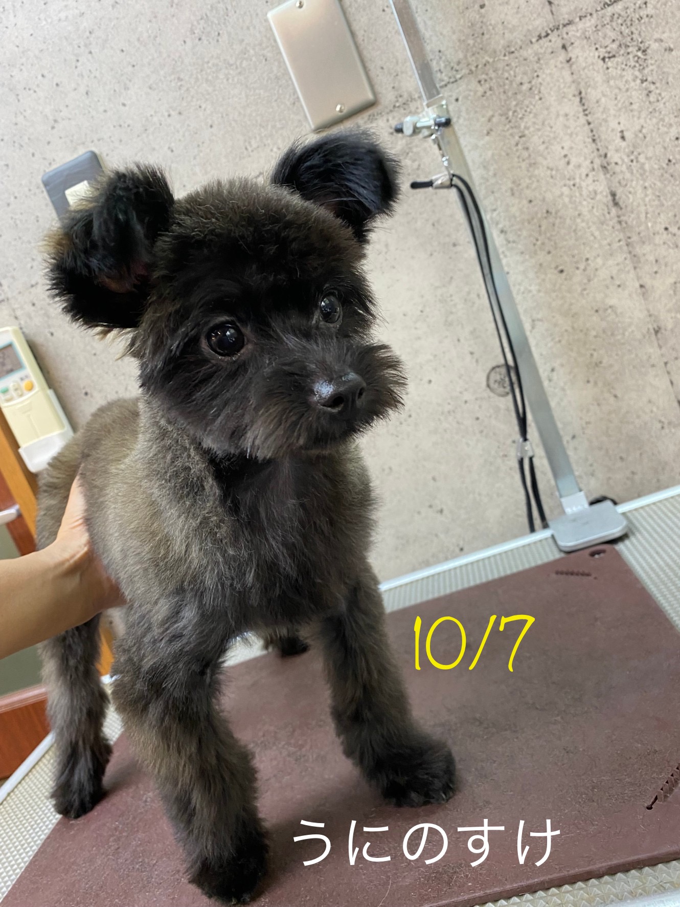 うにのすけちゃん🐶